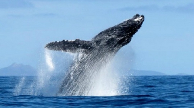  Whales in the Pacific 